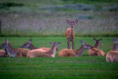Blåvand