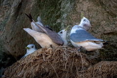 Bulbjerg Vogelfelsen