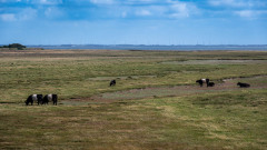 Rømø