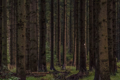 Wanderung von Roetgen nach Ostbelgien Genusstour
