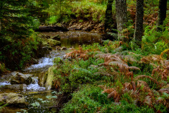 Wanderung von Roetgen nach Ostbelgien Genusstour