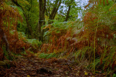 Wanderung von Roetgen nach Ostbelgien Genusstour