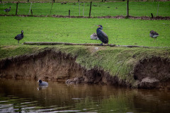 Zutphen