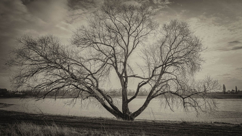 Baum Meerbusch am Rhein