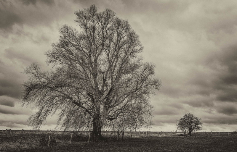 Baum groß und klein