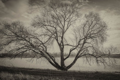 Baum Meerbusch am Rhein